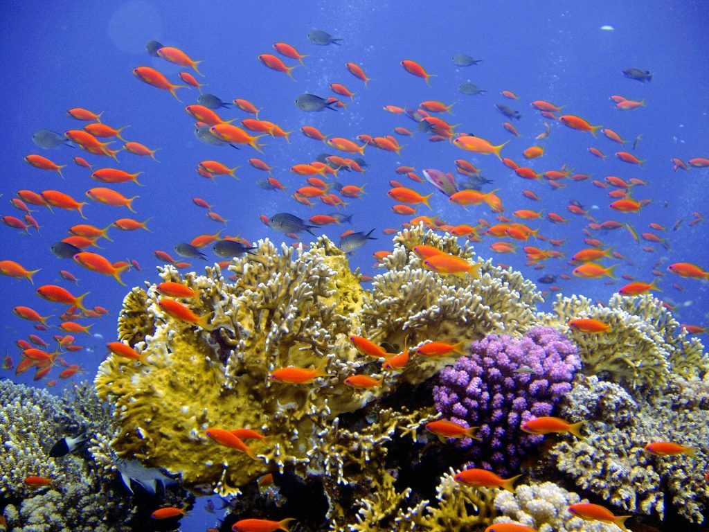 Les coraux sont menacés de disparition à cause du changement climatique