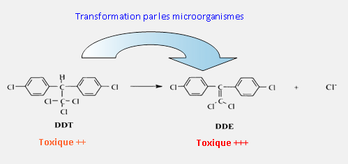 La transformation du DDT en DDE par les micro-organismes entraîne une augmentation de la toxicité