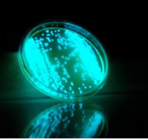 Bioessai de bioluminescence bactérienne