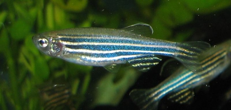 Le poisson zèbre est couramment utilisé dans les bioessais d'écotoxicologie