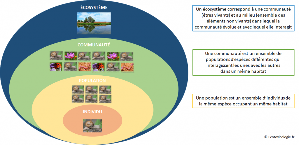 Les niveaux d'organisation écologique : individu, population, communauté, écosystème
