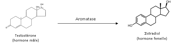 L'aromatase, la testostérone et l'oestradiol