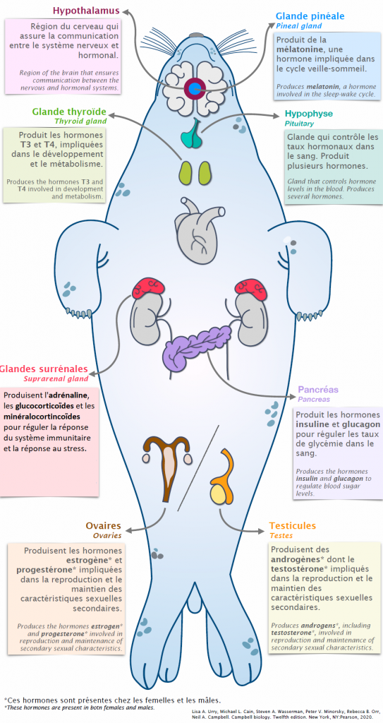 Le système endocrinien des mammifères