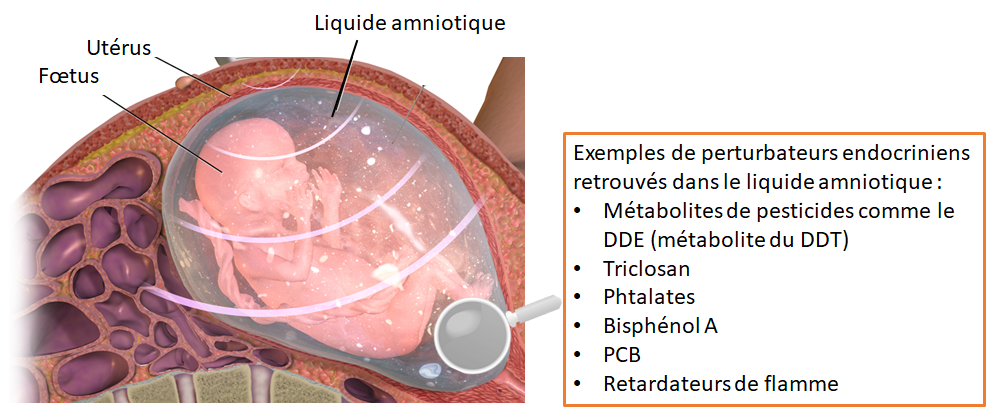Des perturbateurs endocriniens dans le liquide amniotique et les oeufs