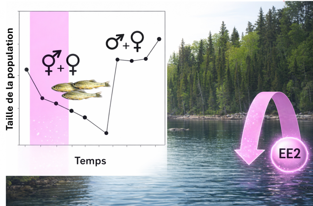 Illustration des études menés par des chercheurs canadiens sur les effets de l'hormone de la pilule sur une population de poissons : féminisation des poissons mâles et baisse de l'effectif de la population, puis, trois ans après l'arrêt de l'exposition, rétablissement de la population