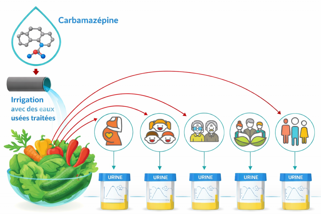 Illustration des études de Paltiel et al. (2016) et Schapira et al. (2020) en Israël, portant sur la contamination des légumes et de différentes catégories de la population par la carbamazépine