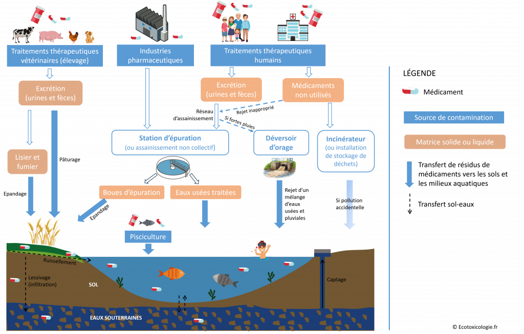 Schéma illustrant les voies de contamination de l'environnement par les résidus de médicaments