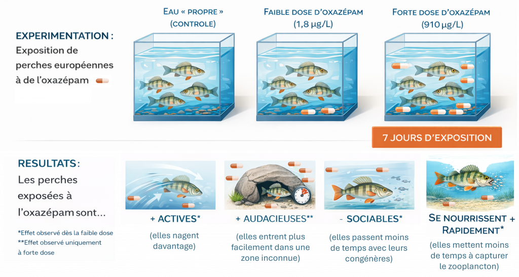 Exposition de perches européennes à de l'oxazépam et effets associés. Les perches exposées au résidu de médicament sont plus actives, plus audacieuses, moins sociables et se nourrissent plus rapidement