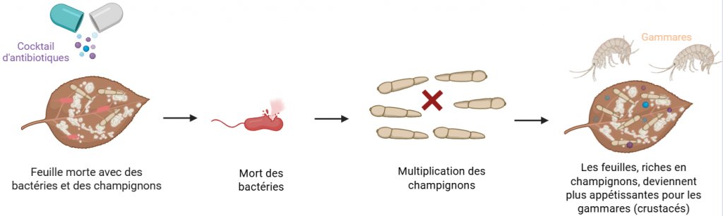 Feuille morte avec des bactéries et des champignons, contaminée avec un cocktail d'antibiotiques -> Mort des bactéries -> Multiplication des champignons -> Les feuilles, riches en champignons, deviennent plus appétissantes pour les gammares