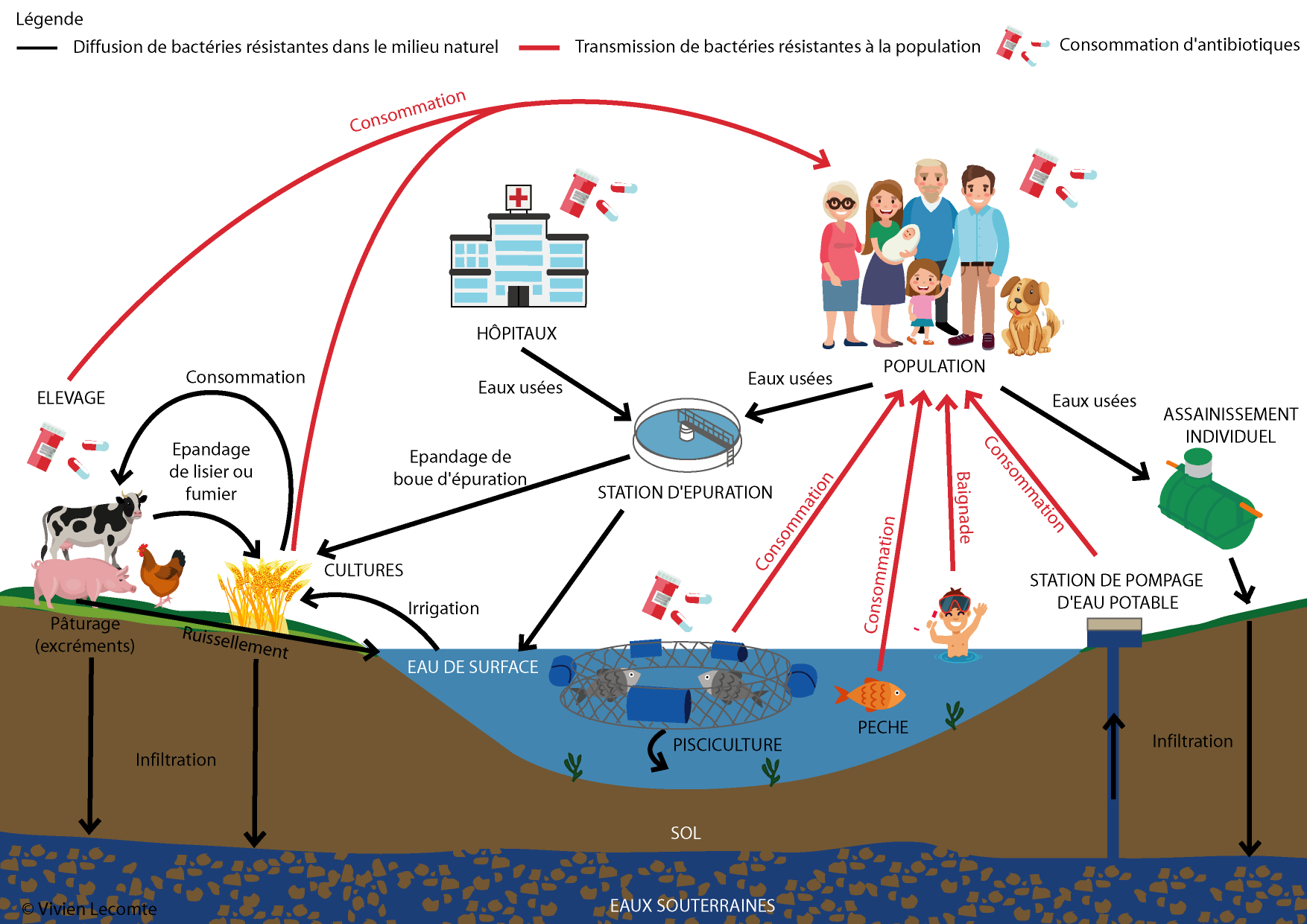 Schéma de dissémination des bactéries résistantes dans l'environnement