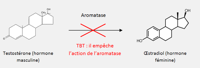 Inhibition de l'aromatase par le TBT, un perturbateur endocrinien ayant des effets sur l'environnement