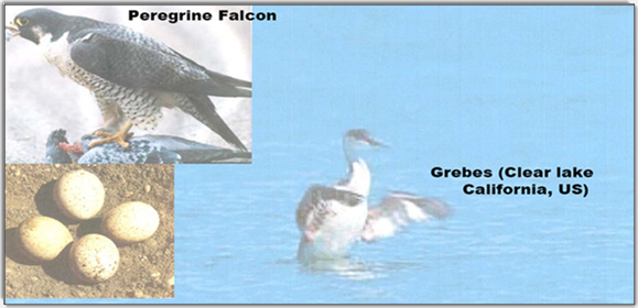 Amincissement de la coquille d'oeuf chez les grebes (accident du Clear Lake) et faucons à cause du DDT