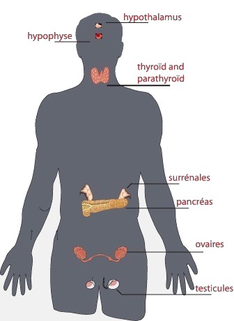 Schéma du système endocrinien