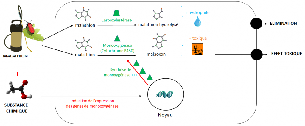 Induction de l'expression des gènes de monooxygénase par une substance chimique, engendrant une transformation du malathion en malaoxon, plus toxique
