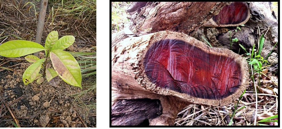 L'huile essentielle de "bois de rose" est extraite du tronc de l'arbre Aniba rosaeodora, que l’on retrouve surtout dans la forêt amazonienne