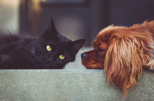 Chat et chien