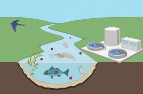 Les contaminants chimiques présents dans l'environnement sont plus ou moins biodisponibles pour les organismes vivants