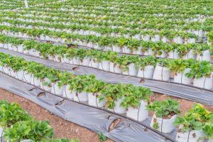 Plastiques parcelles agricoles