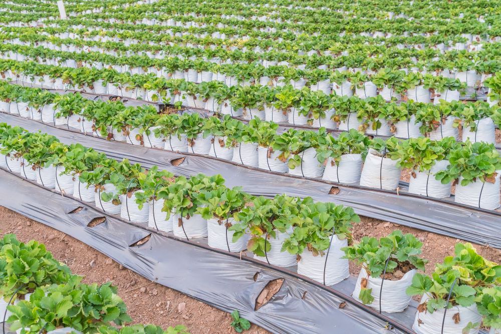 Plastiques parcelles agricoles