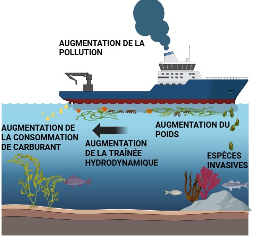 Les impacts de biofouling : augmentation de la consommation de carburant, augmentation de la traînée hydrodynamique, augmentation du poids, transport d'espèces invasives et augmentation de la pollution