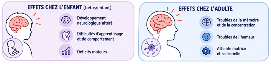 Effet du méthylmercure sur la santé humaine