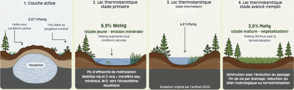 Evolution de la teneur en méthylmercure (MeHg) selon les stades d’évolution d’un lac thermokarstique
